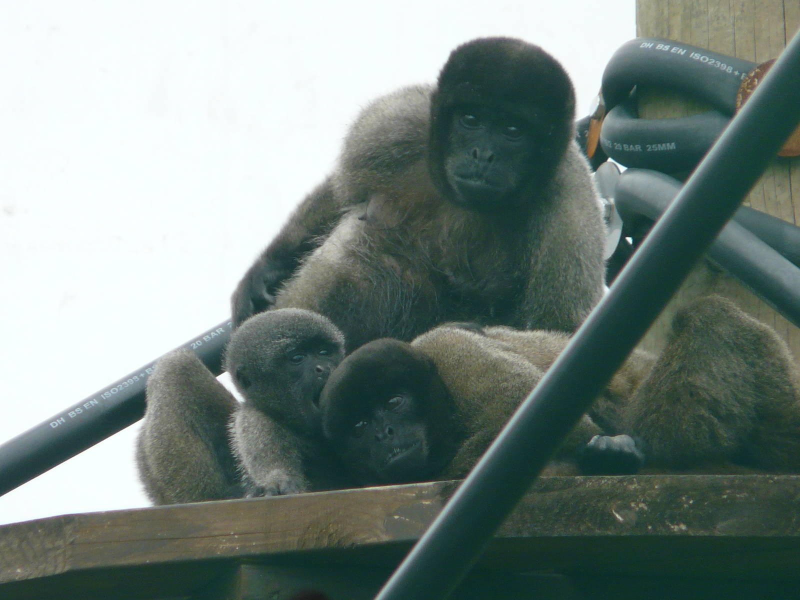 Woolly Monkeys at Monkey World
