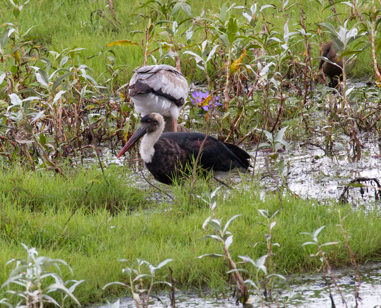 Woolly-neck Stork (and juv. Yellowbill behind)