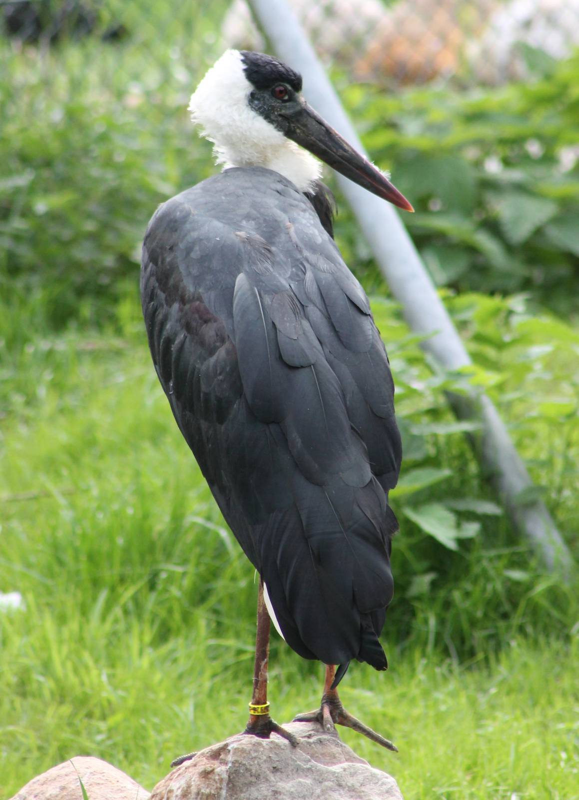 Woolly-neck stork