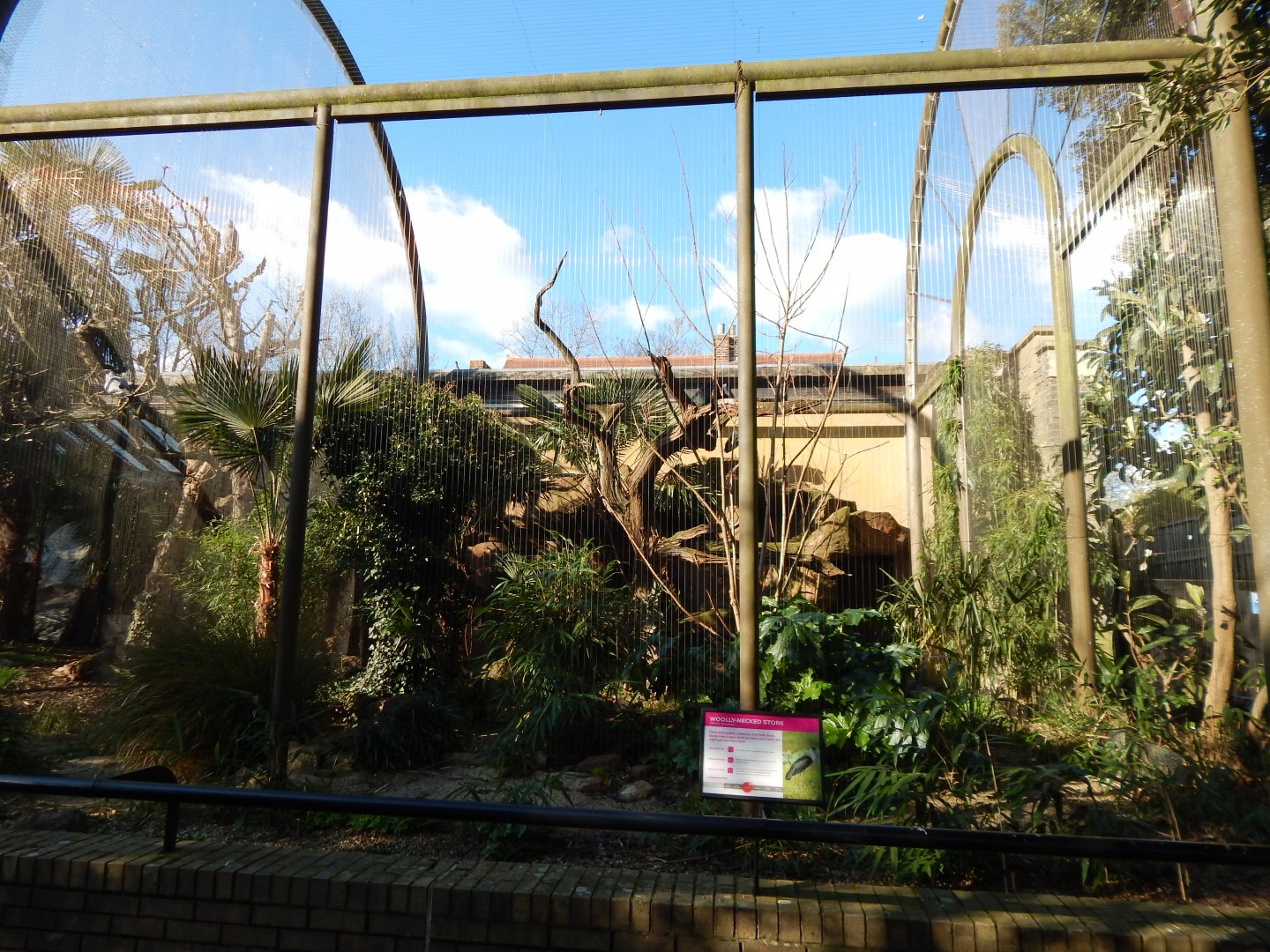 Woolly-necked stork aviary 180322