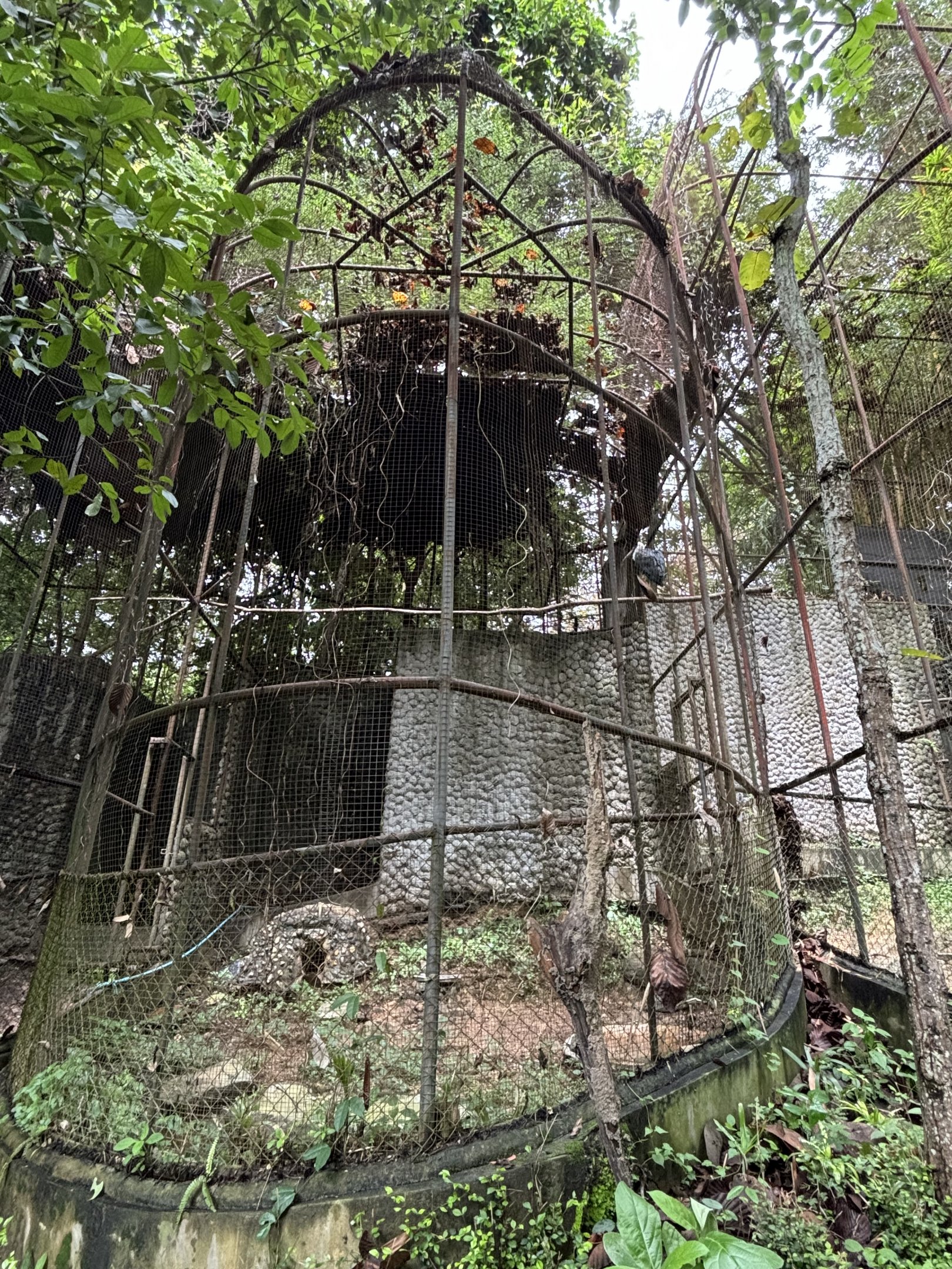 Woolly-necked Stork Aviary #2