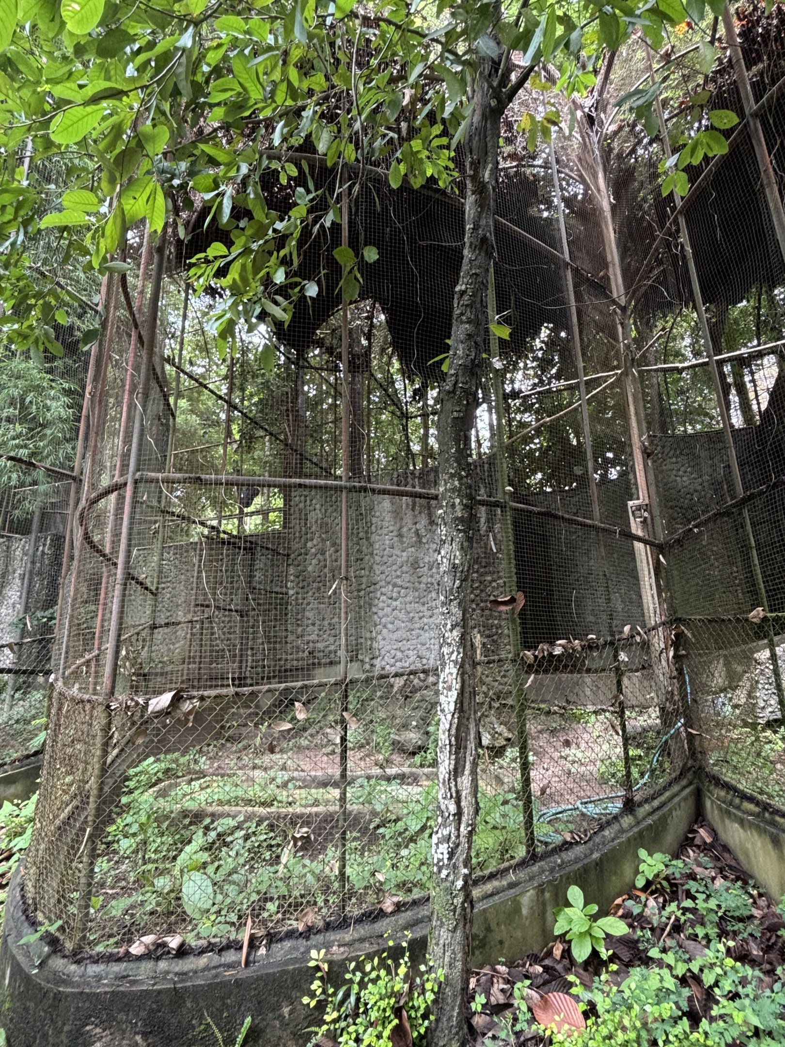 Woolly-necked Stork Aviary #3