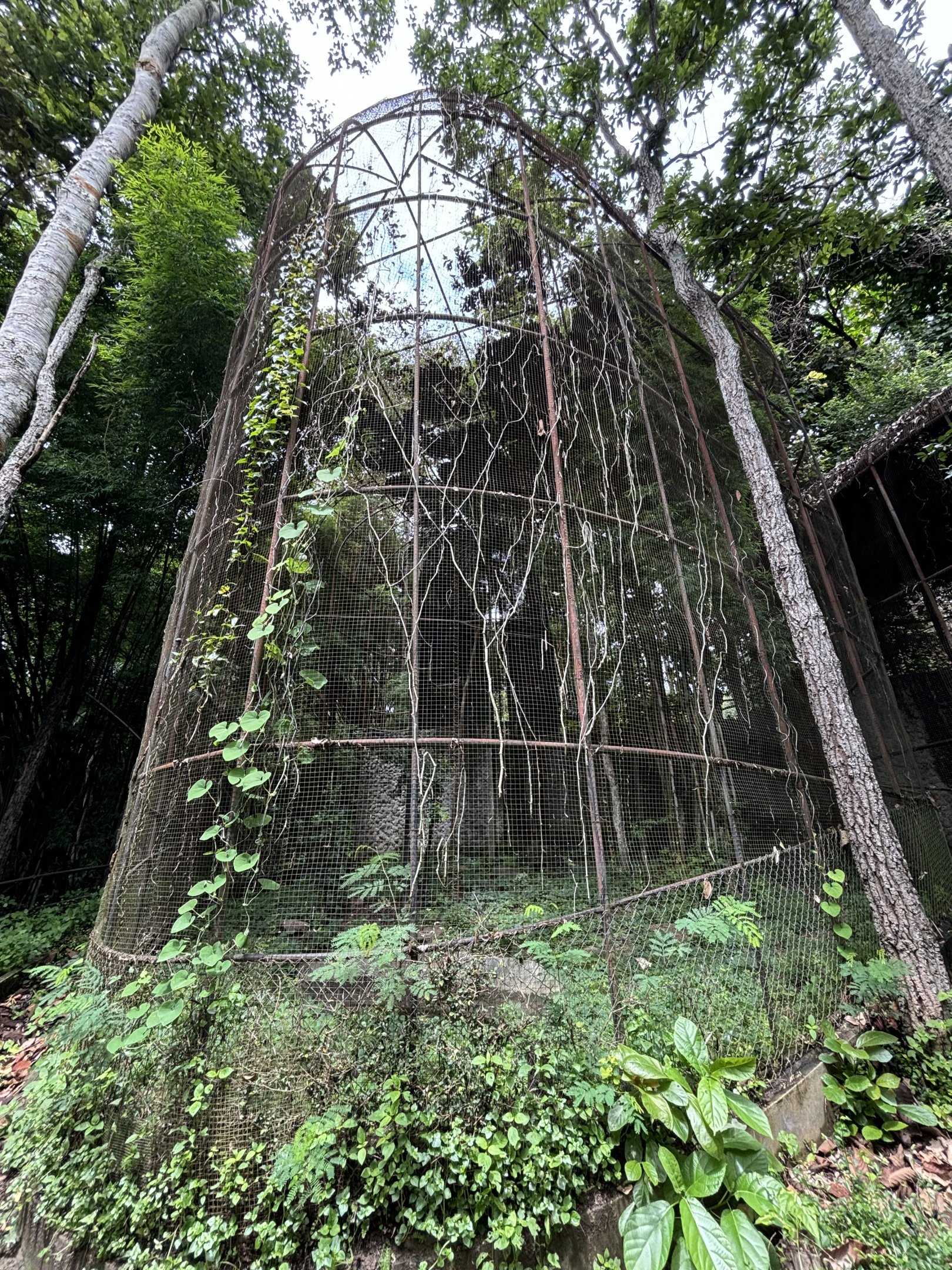 Woolly-necked Stork Aviary #4