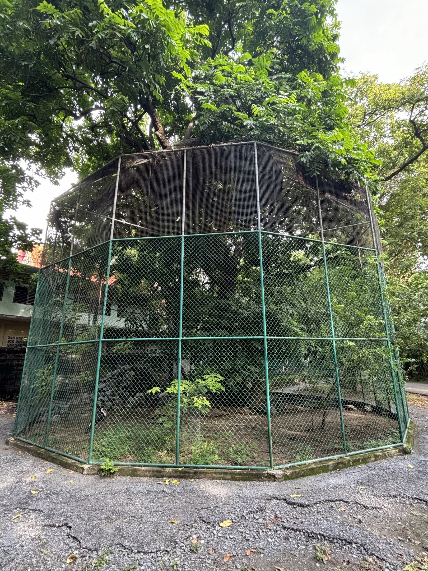 Woolly-necked Stork Aviary - Lopburi Zoo
