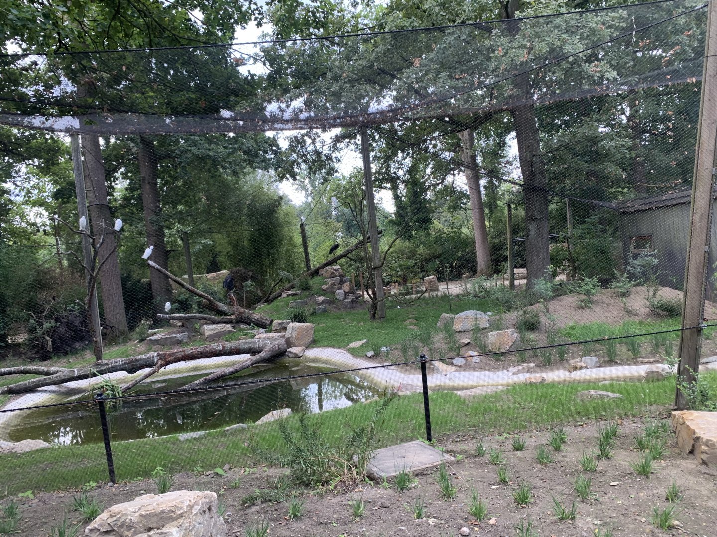 Woolly-necked Stork aviary