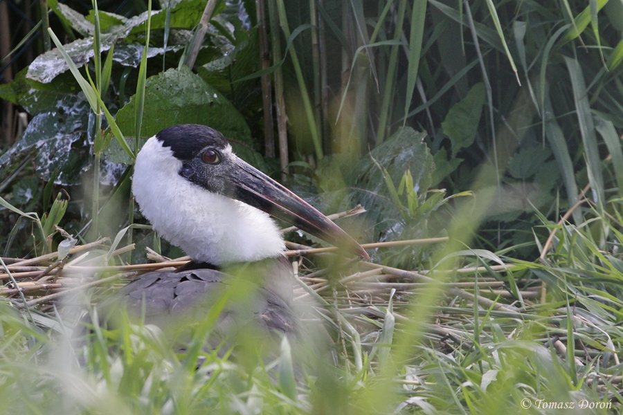 Woolly-necked Stork (Ciconia episcopus) - bird on a nest.