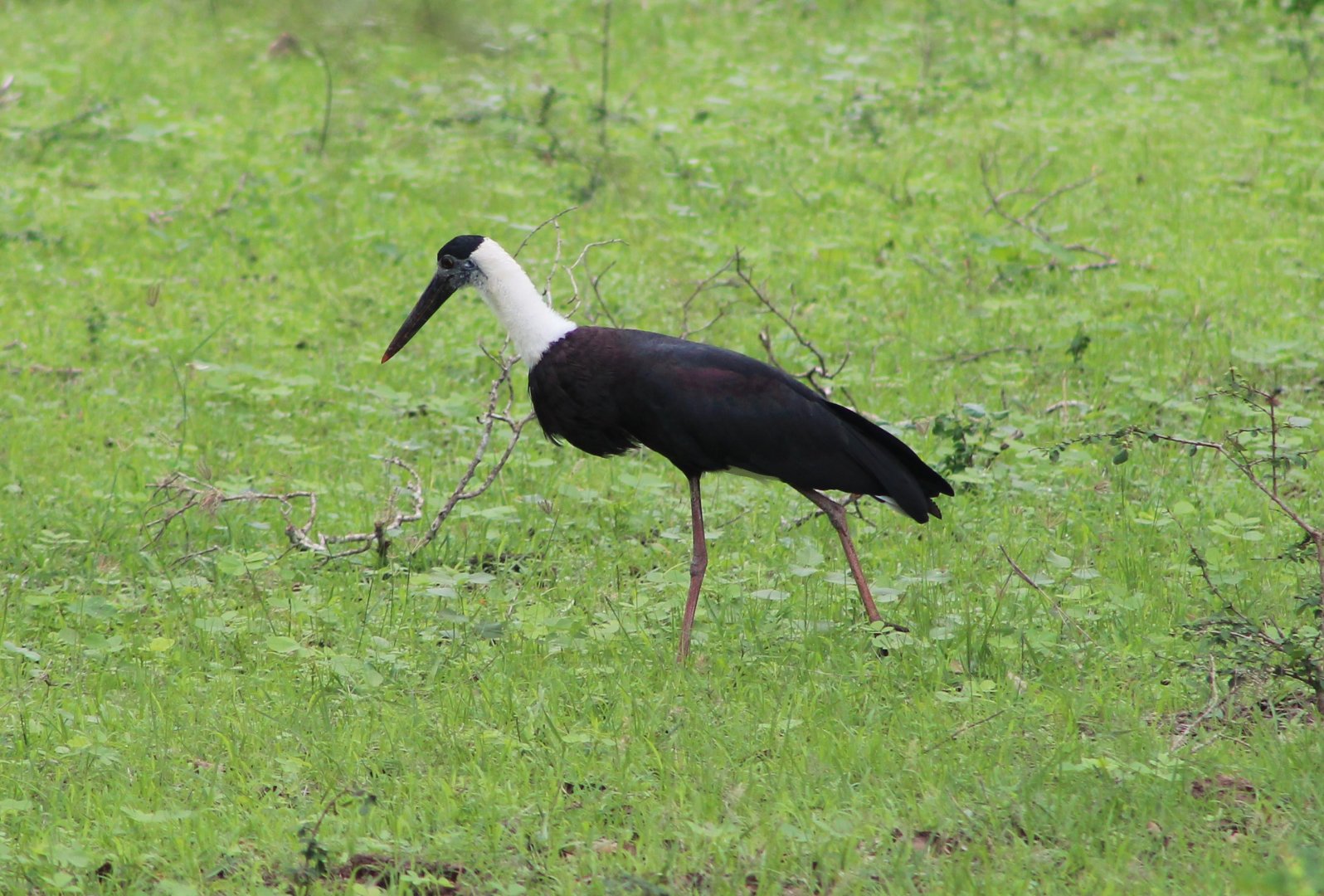 Woolly-necked Stork (Ciconia episcopus)