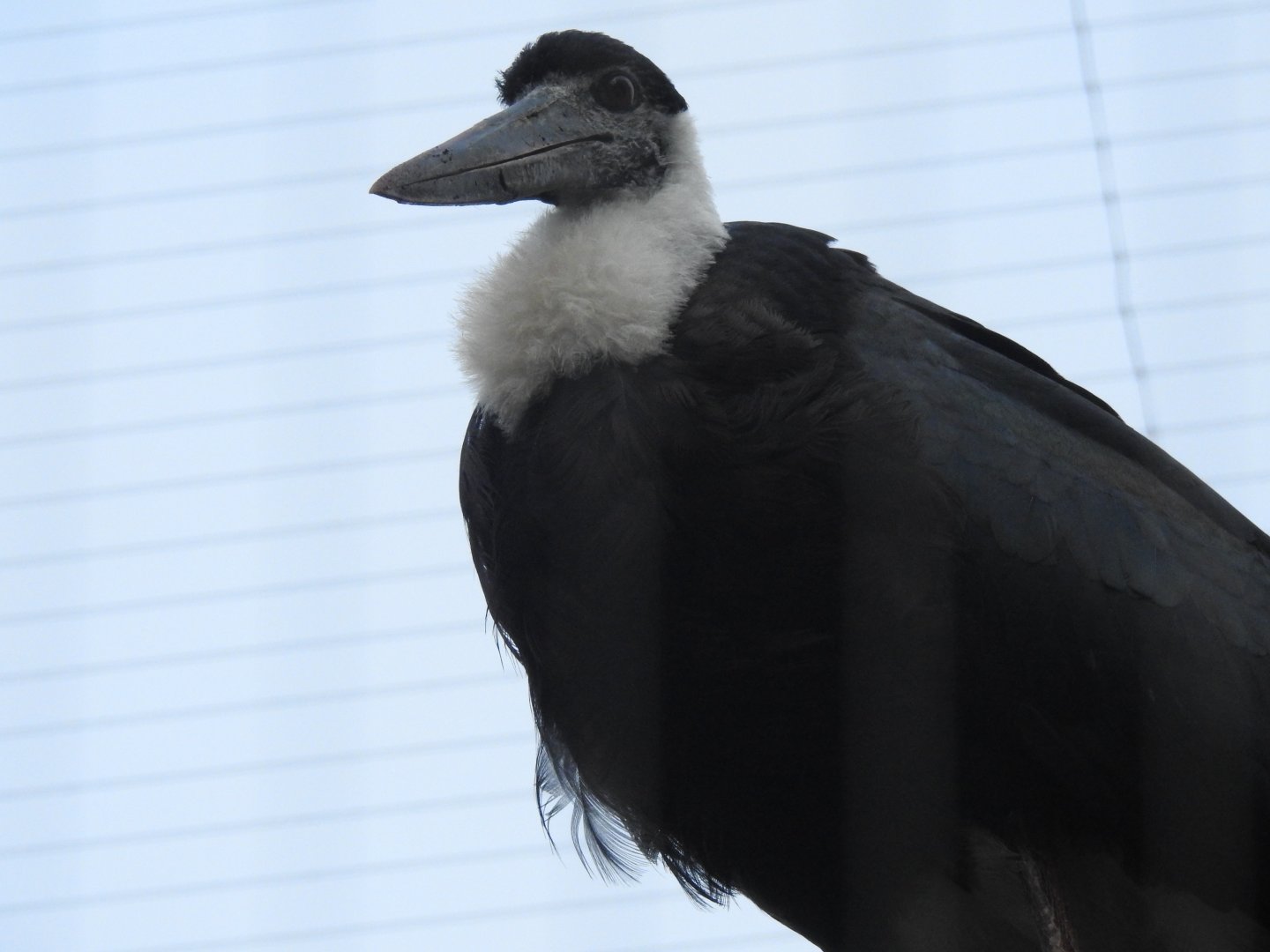 Woolly-Necked Stork (Ciconia episcopus)