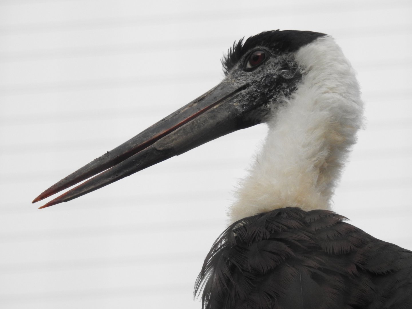 Woolly-Necked Stork (Ciconia episcopus)
