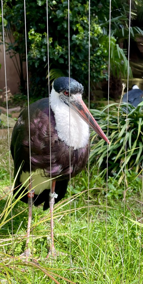 Woolly-necked Stork, Ciconia episcopus