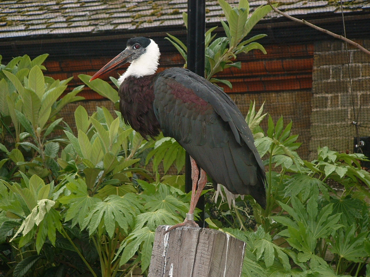 Woolly Necked Stork - London Zoo 2008