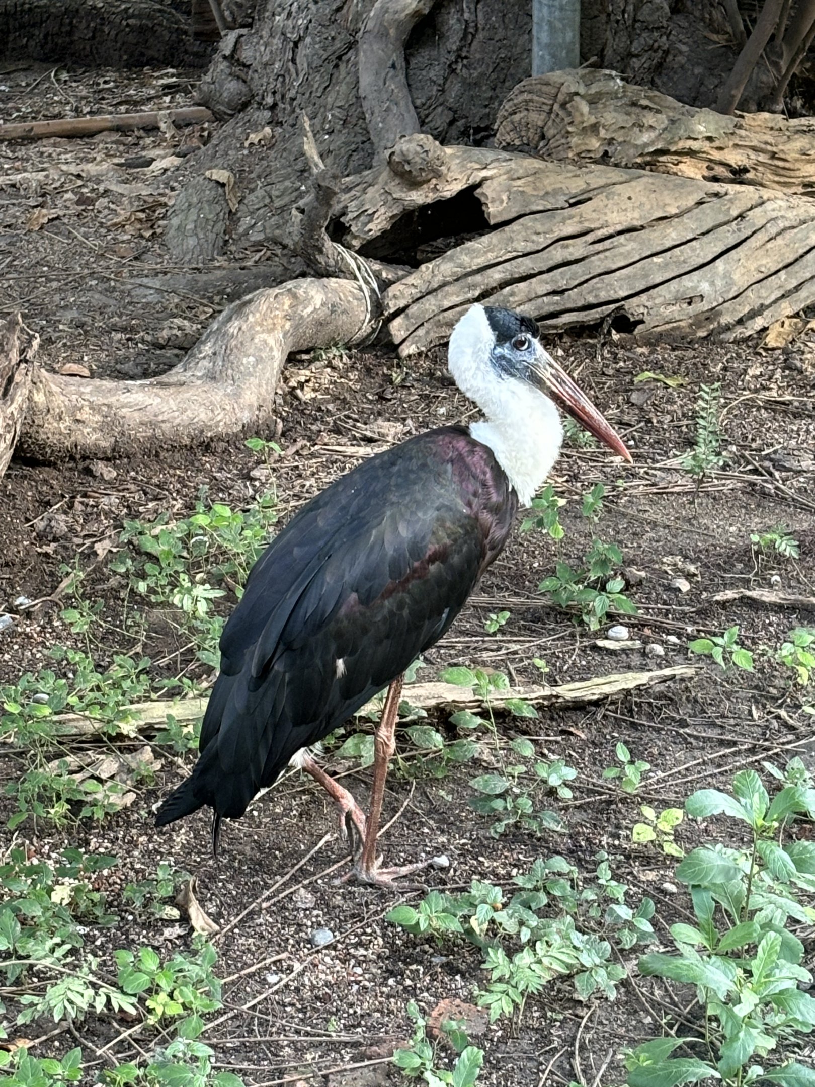 Woolly-necked Stork - Lopburi Zoo