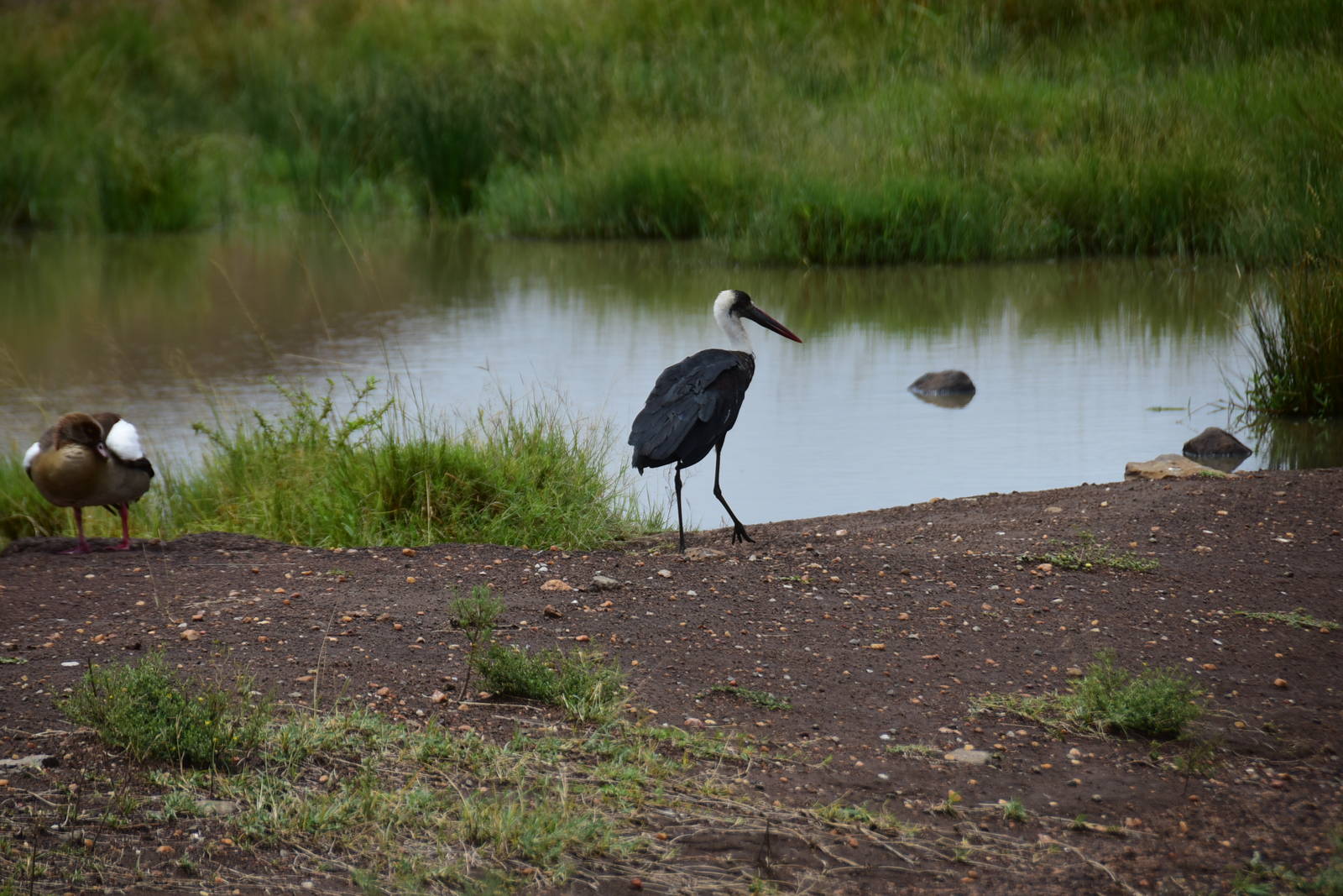 Woolly-Necked Stork - Masai Mara