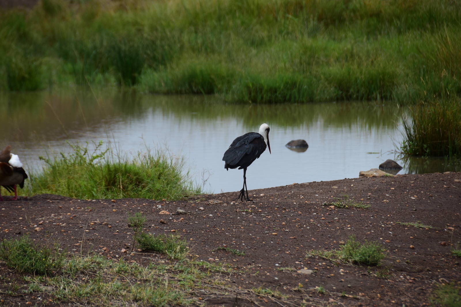 Woolly-Necked Stork - Masai Mara