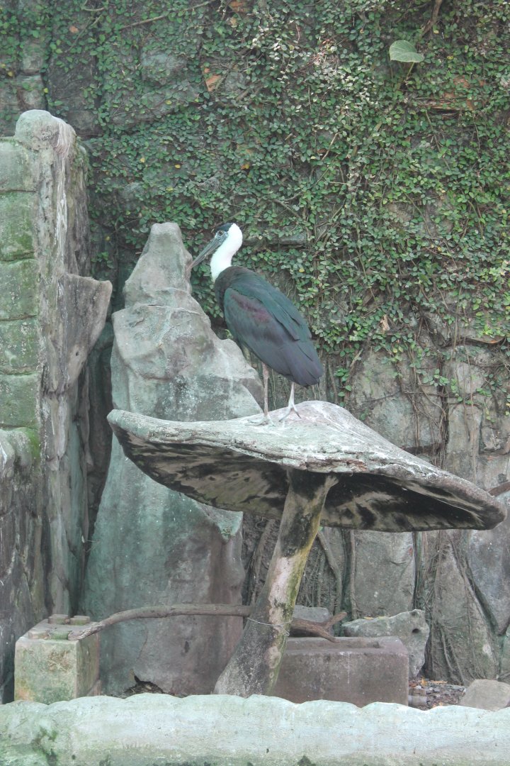 Woolly-necked Stork on a mushroom
