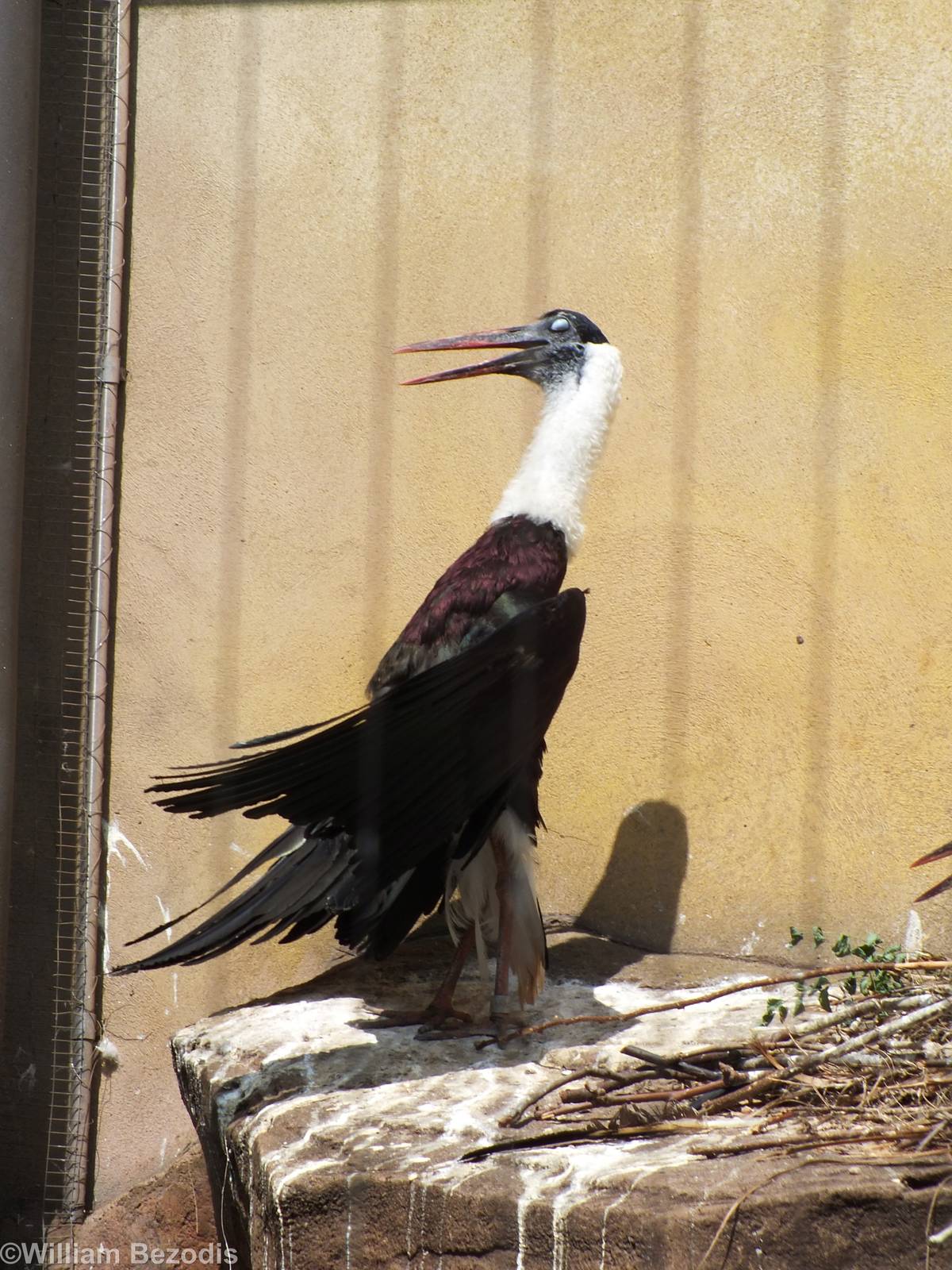 Woolly-necked Stork Sunbathing