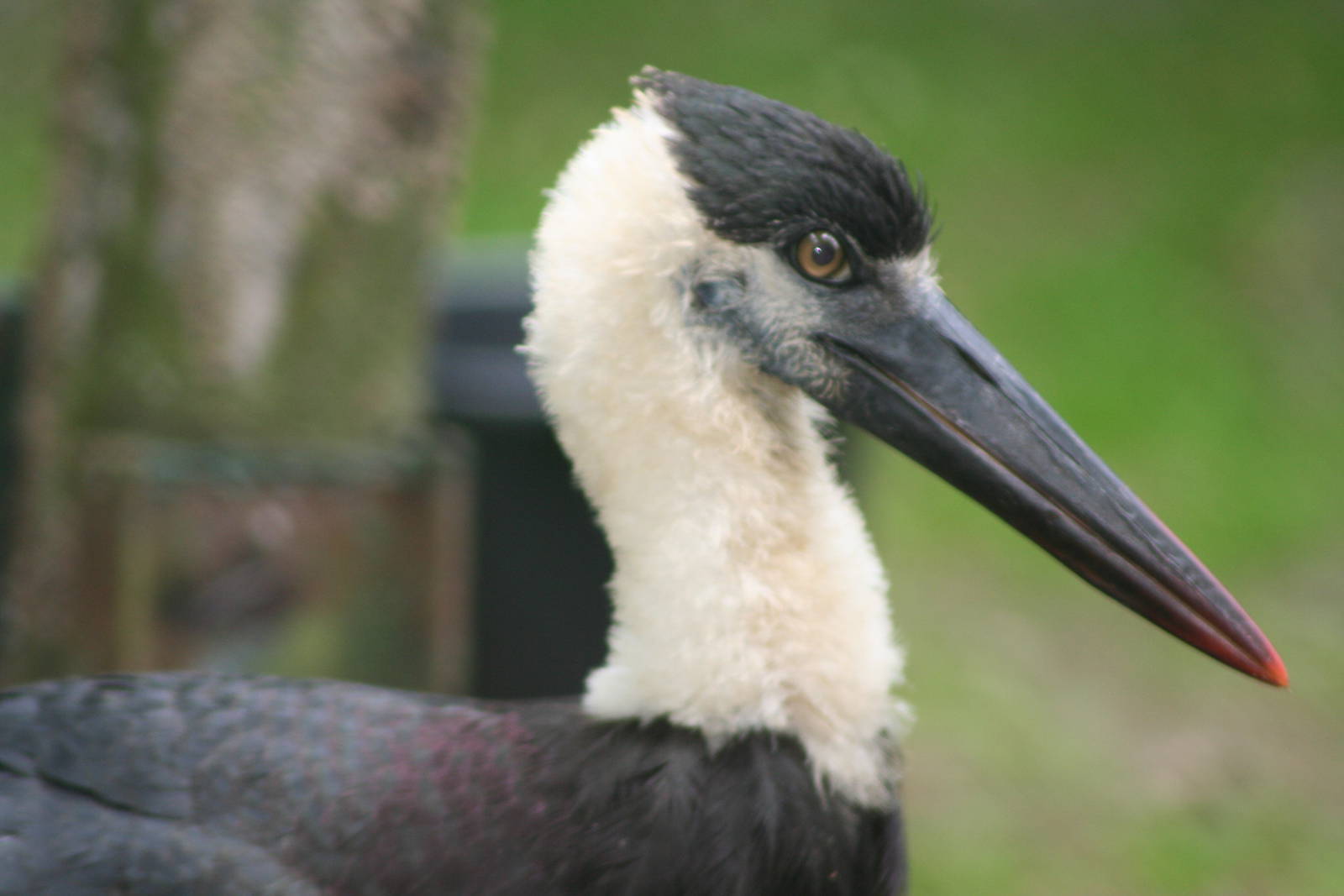 Woolly necked stork