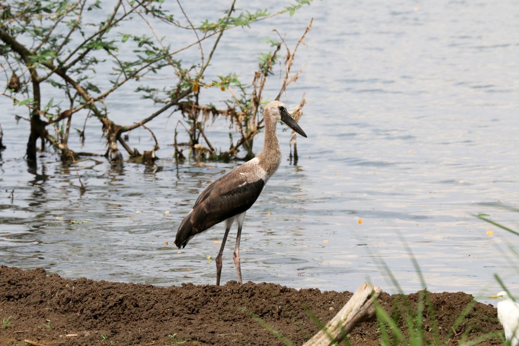 Woolly-necked Stork