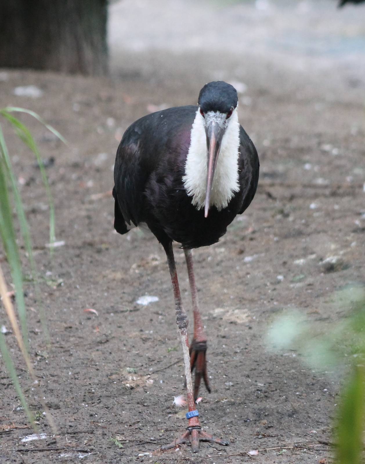Woolly-necked stork