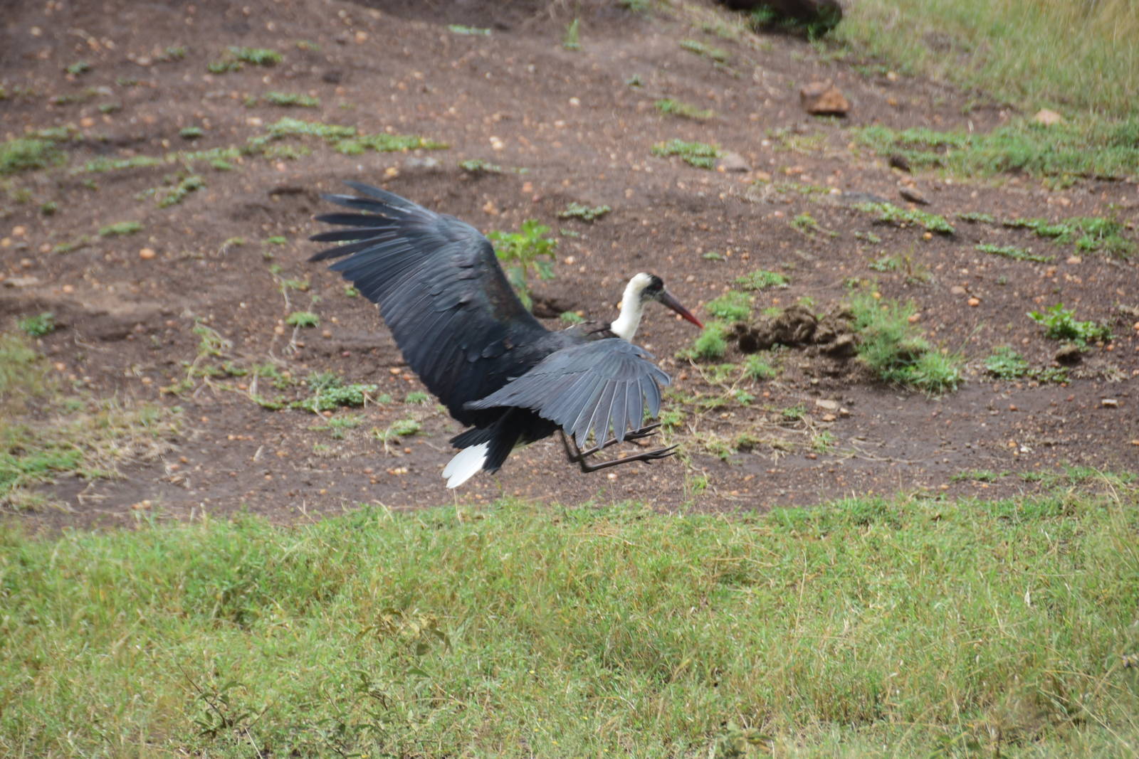 Woolly-Necked Stork