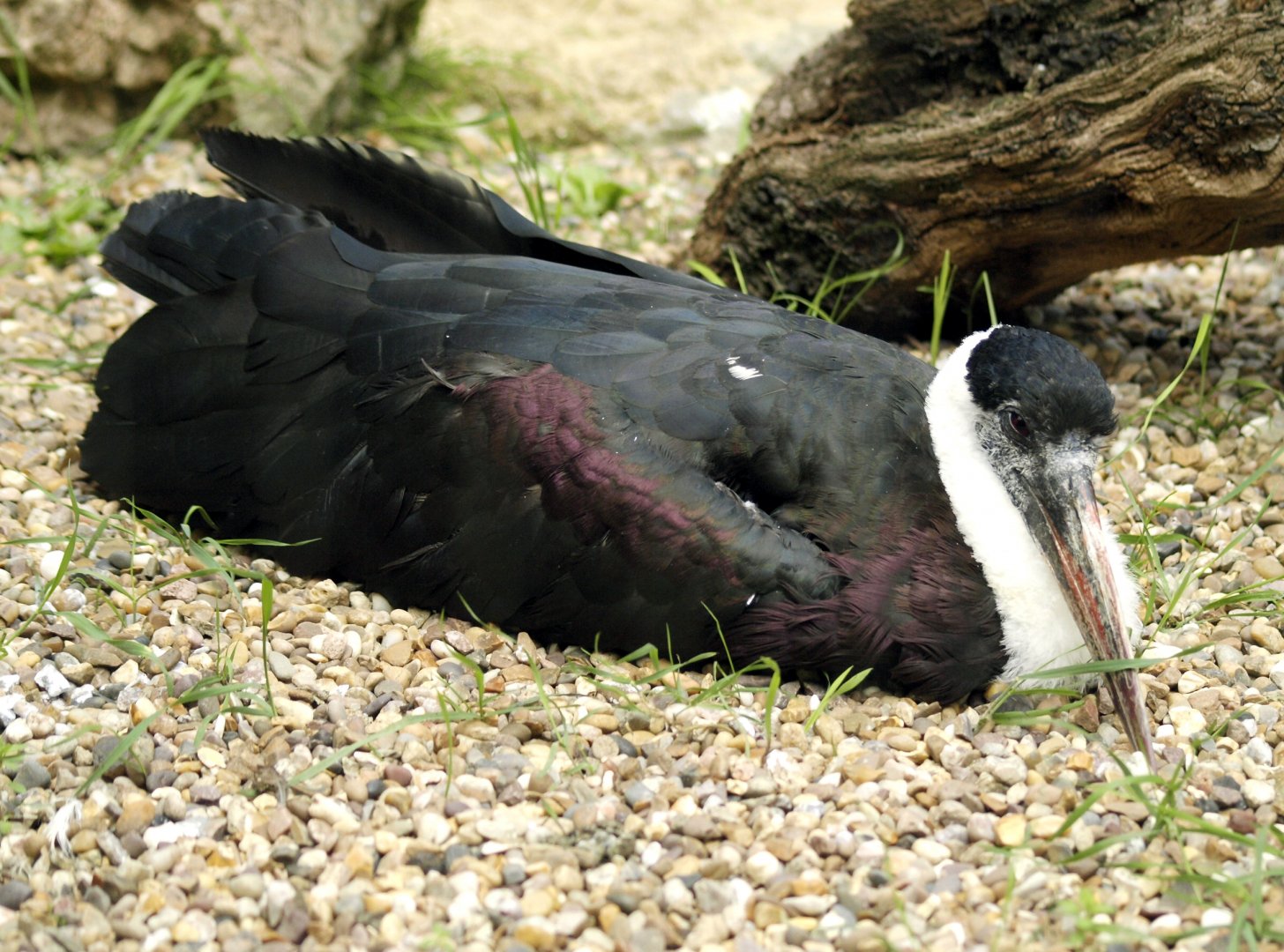 Woolly-necked stork