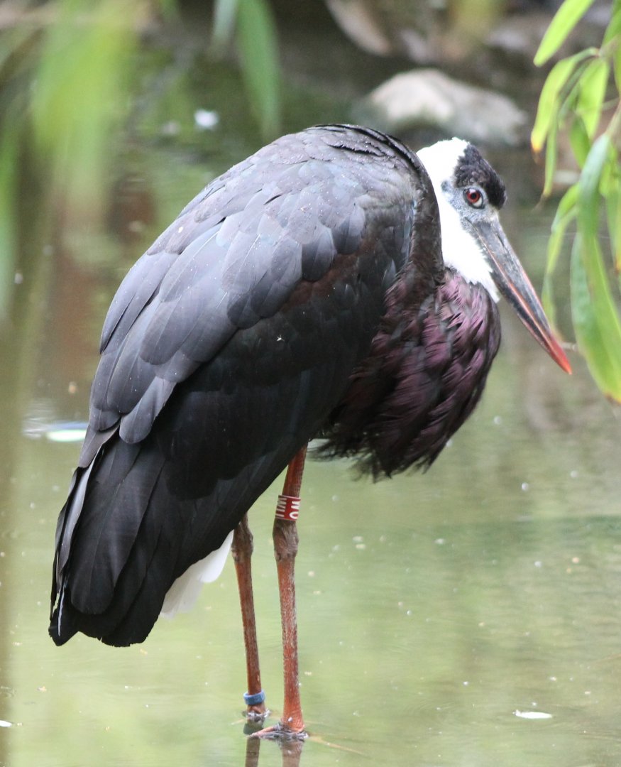 Woolly-necked stork