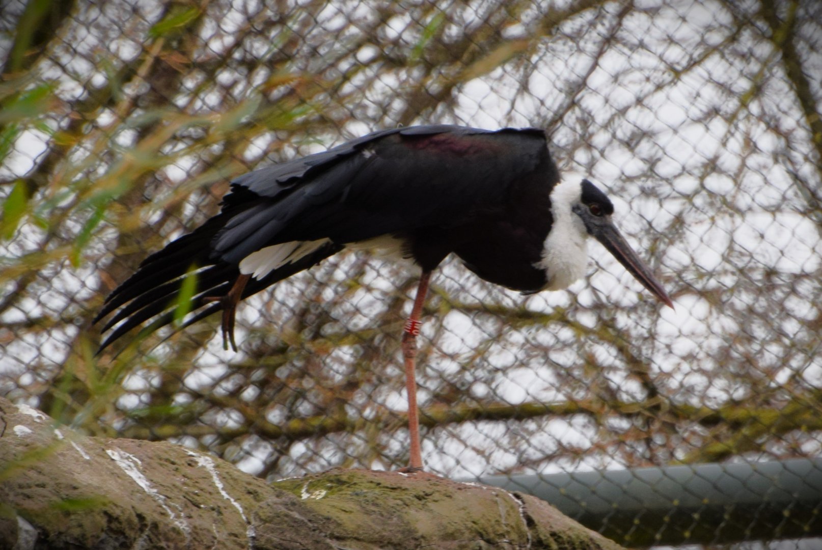 Woolly-necked stork