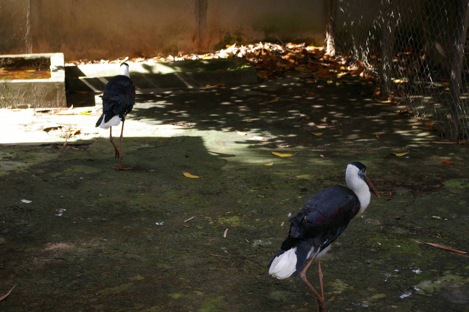 woolly-necked storks, Angkor Zoo