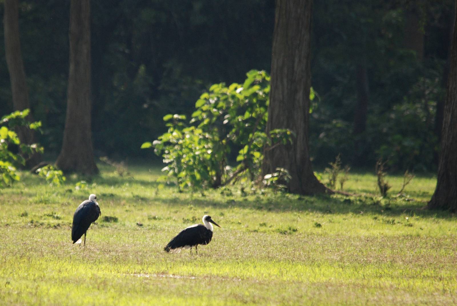 Woolly-necked Storks at Bishangari Lodge, 14/10/14
