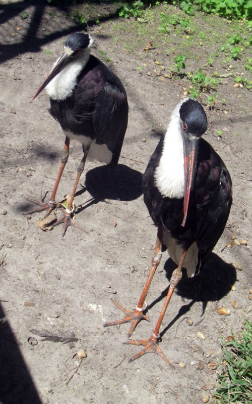Woolly-necked Storks (Ciconia episcopus)