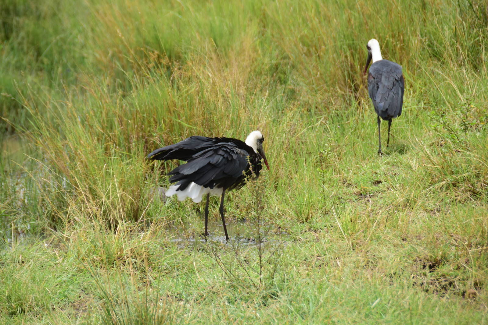 Woolly-Necked Storks
