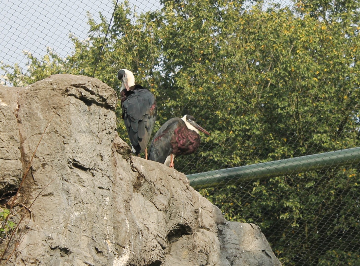 Woolly-necked storks