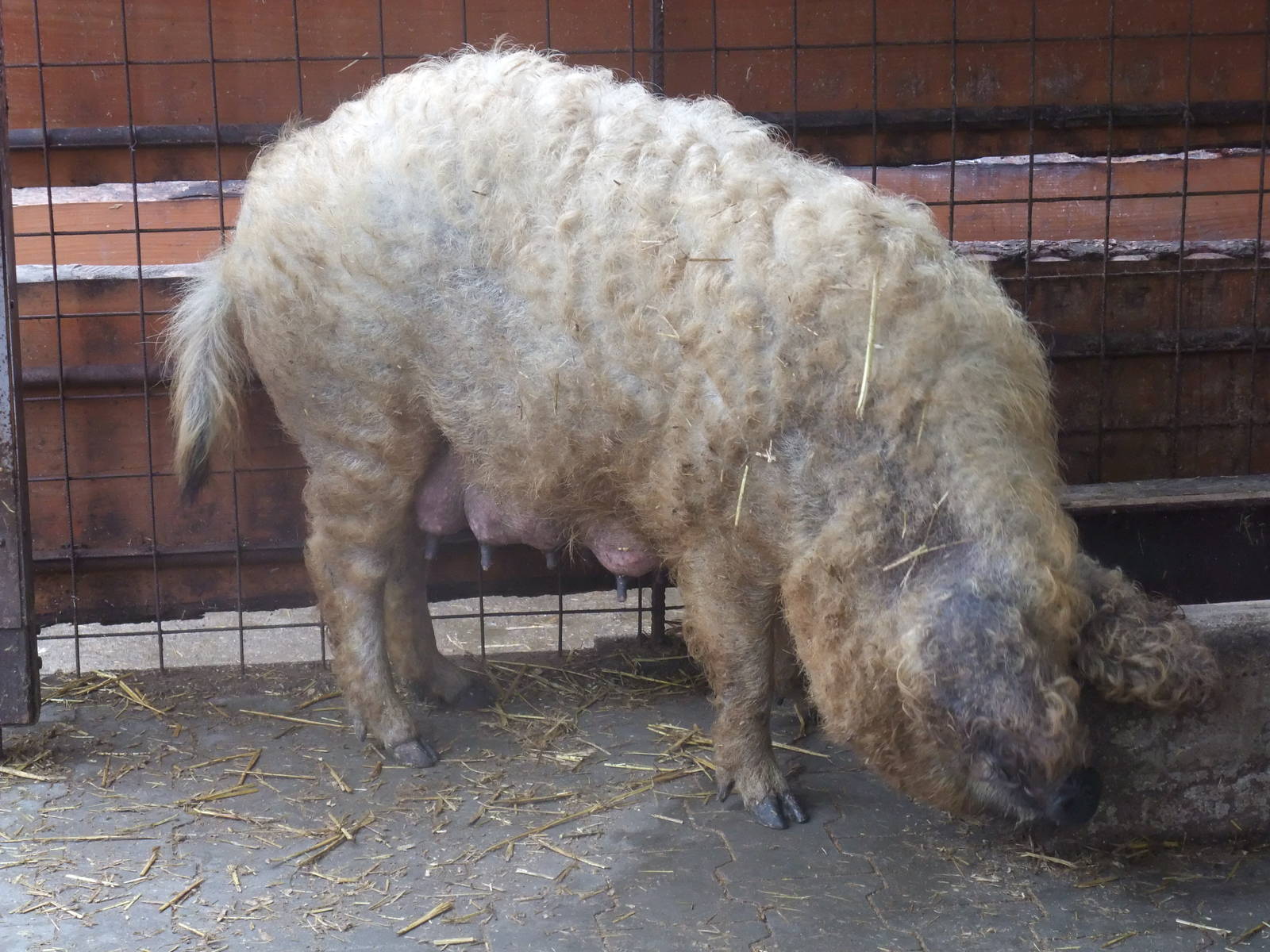 Woolly Pig at Vyskov, 30/05/10