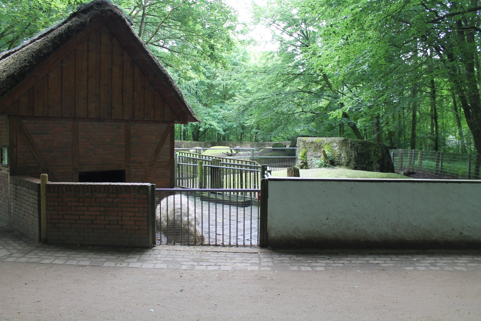 Woolly pig-enclosure