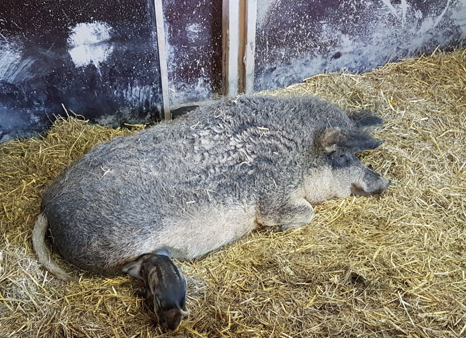 Woolly pig with young