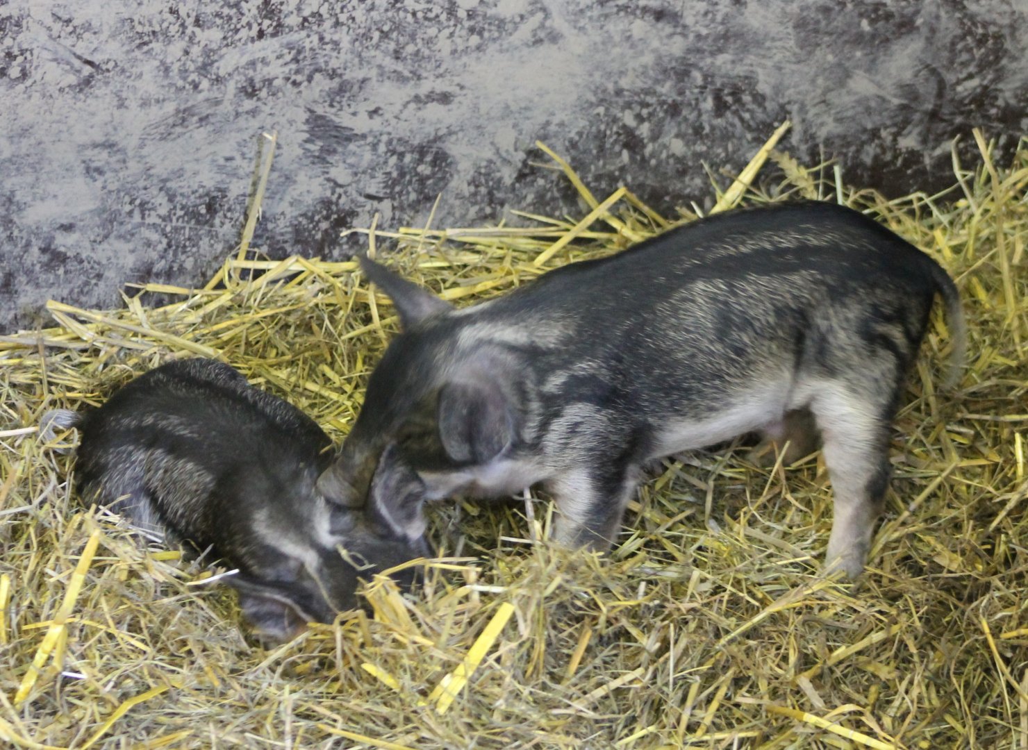 Woolly piglets