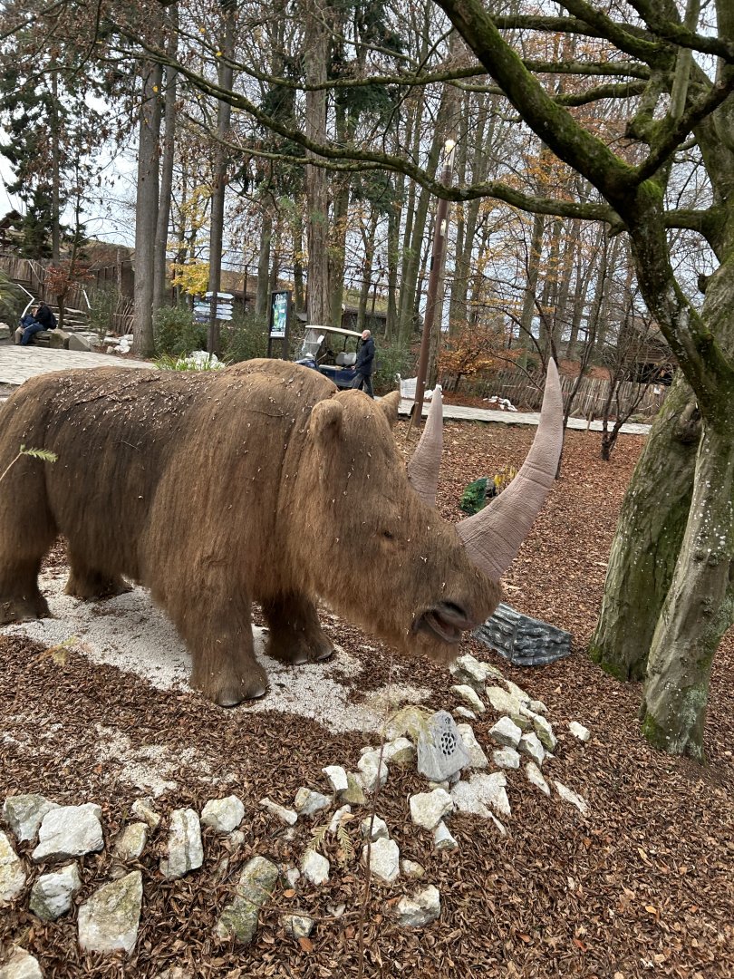 Woolly rhino