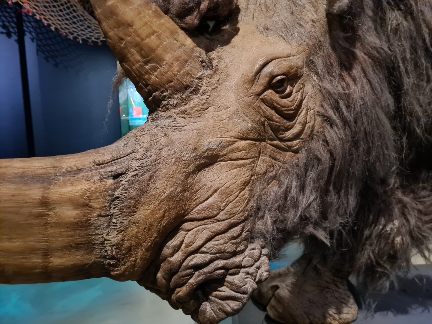 Woolly rhinoceros closeup