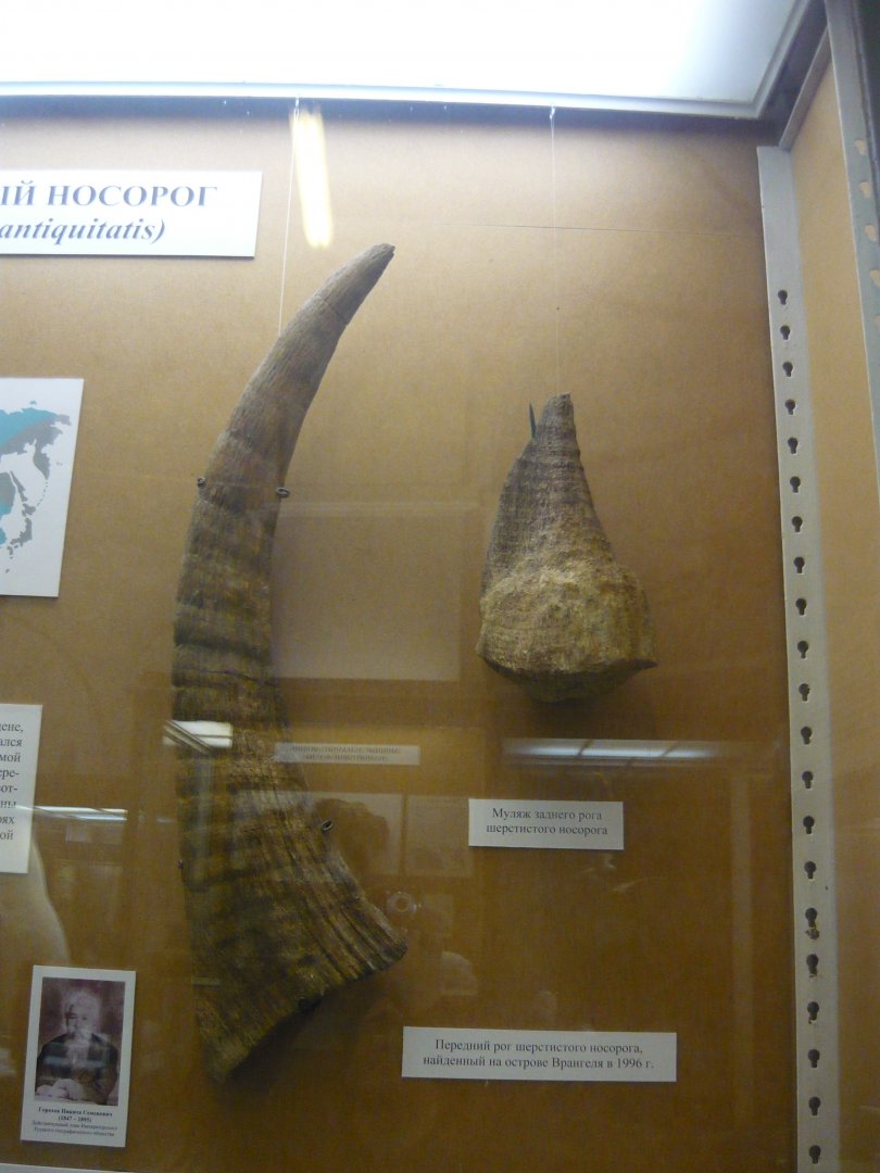 Woolly rhinoceros horns