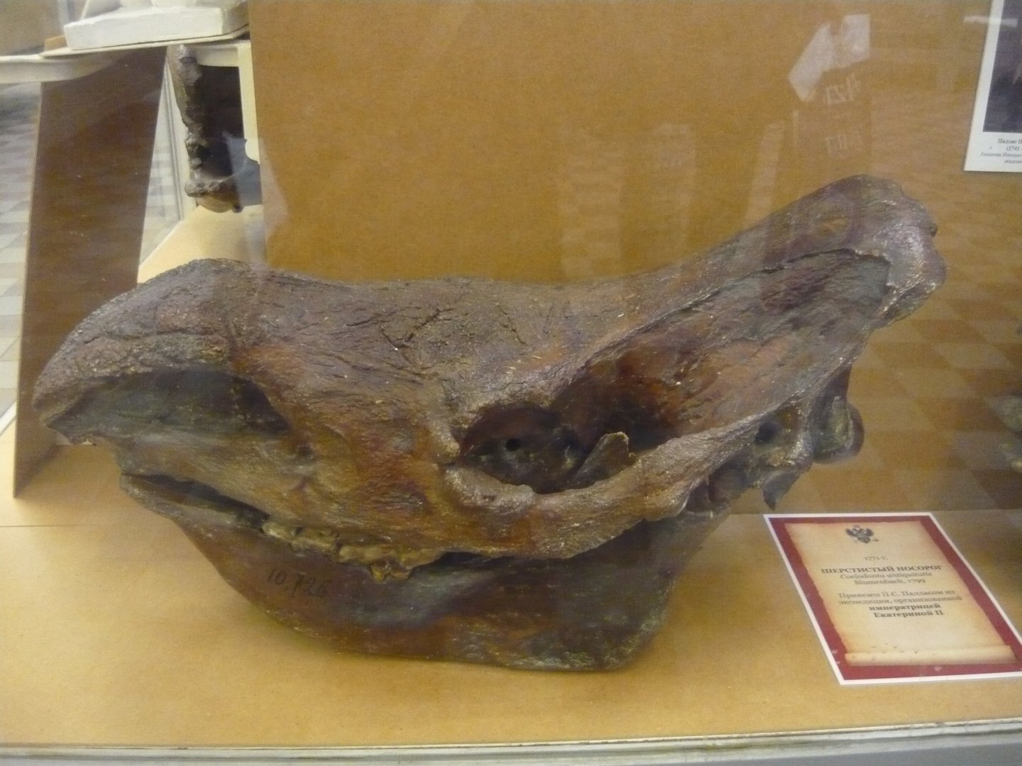 Woolly rhinoceros skull
