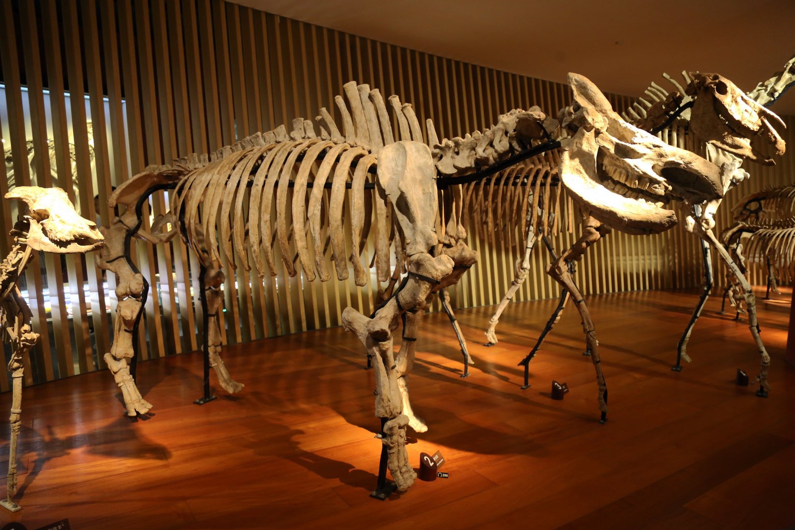 Woolly Rhinoceros