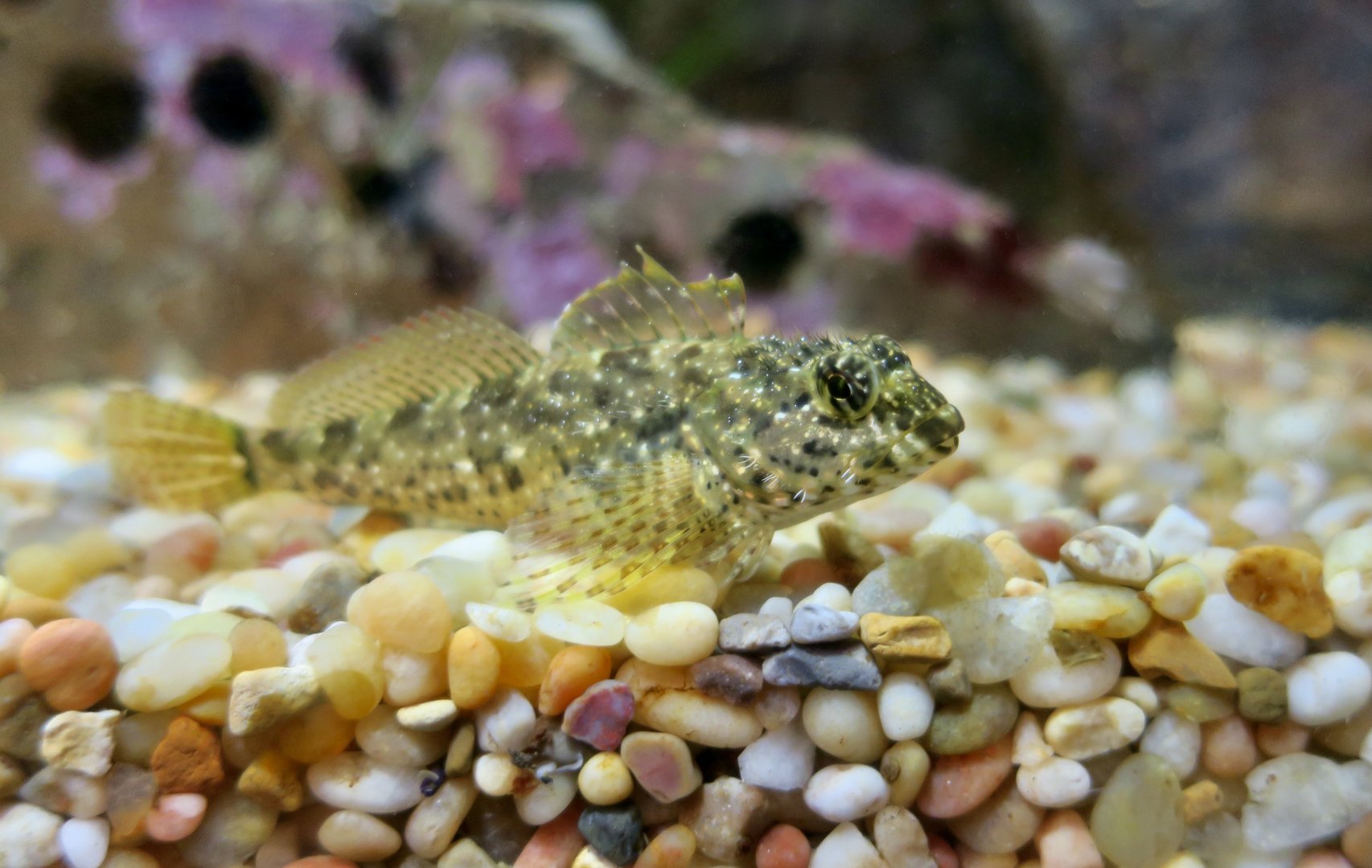 Woolly Sculpin (Clinocottus analis)