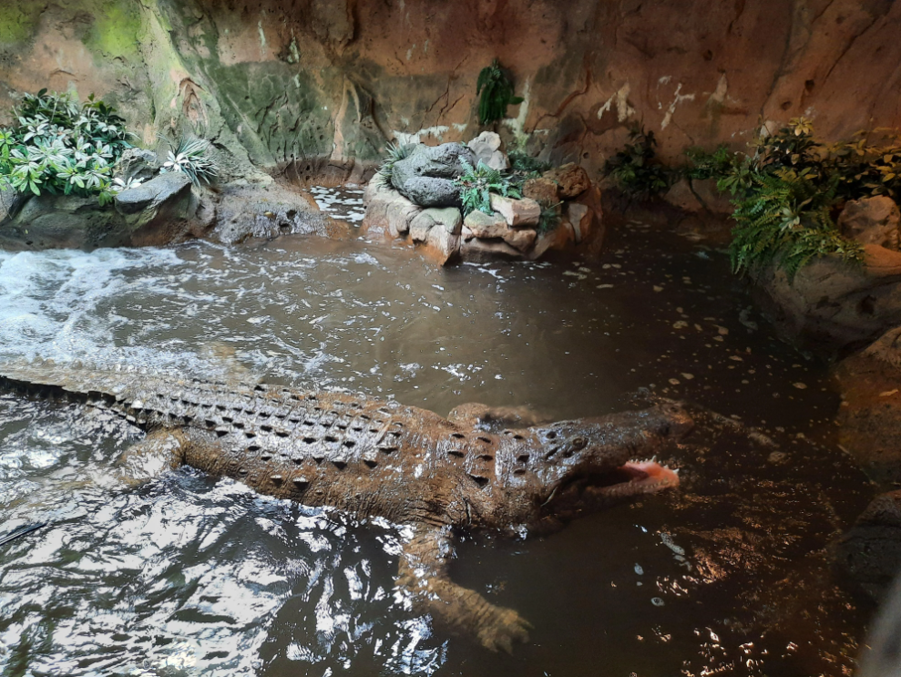 Wooly Bill Side View