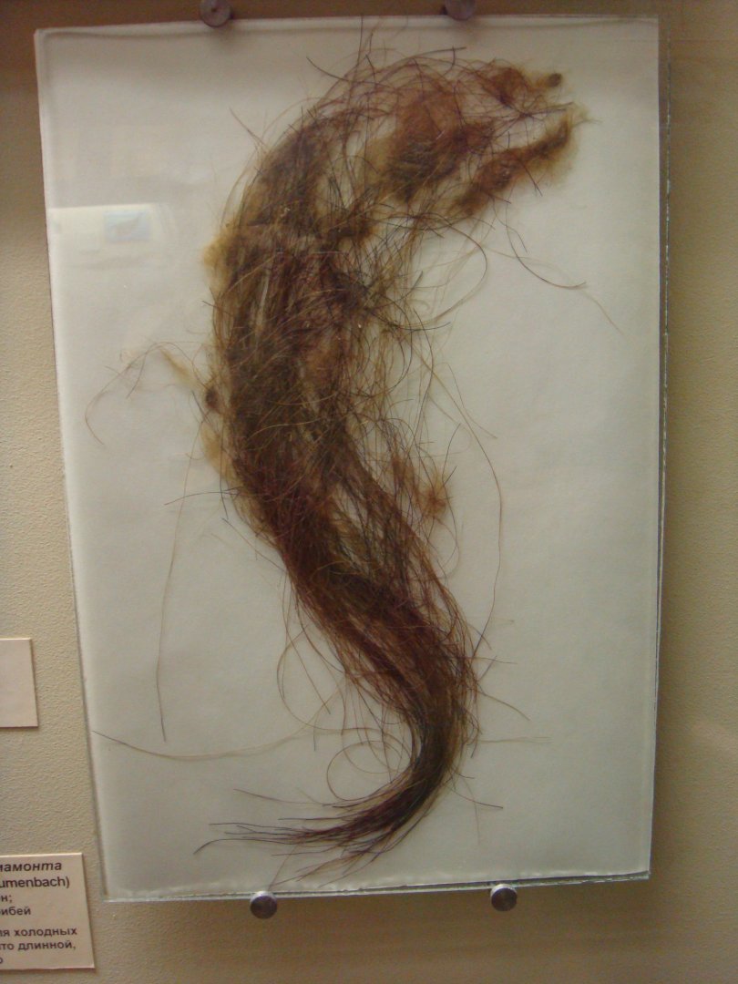 Wooly mammoth hair