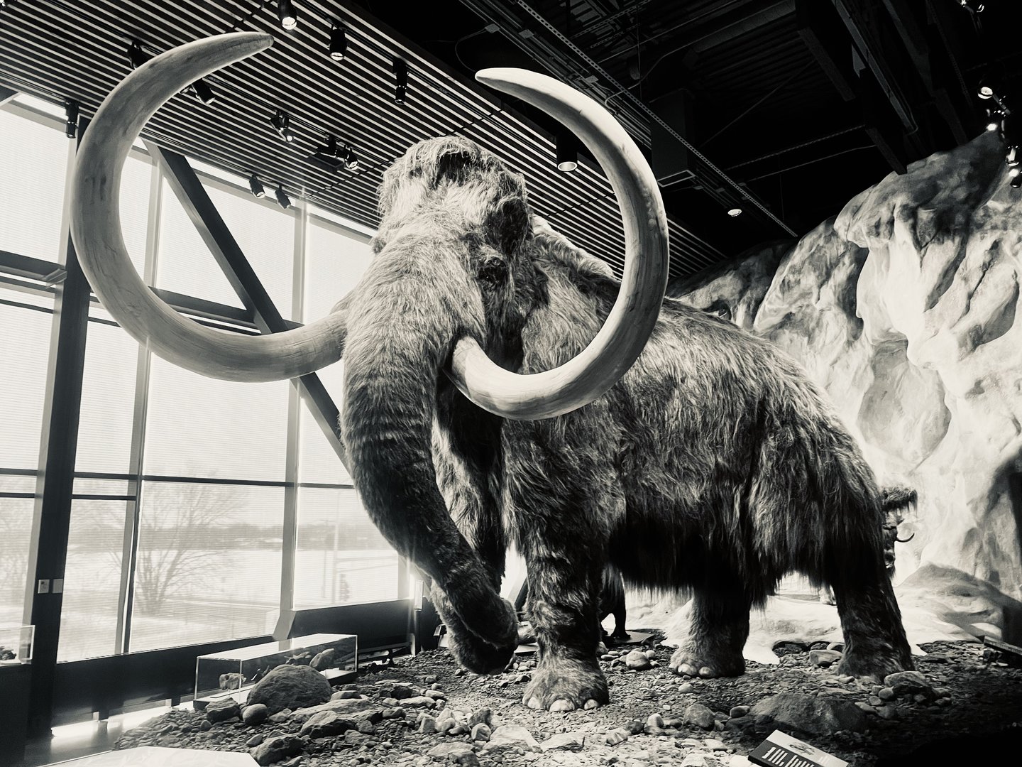 Wooly Mammoth