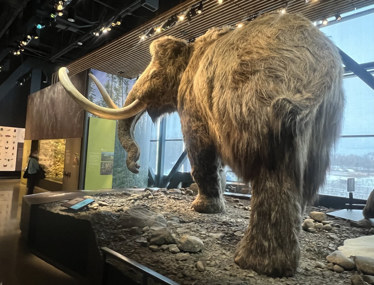 Wooly Mammoth