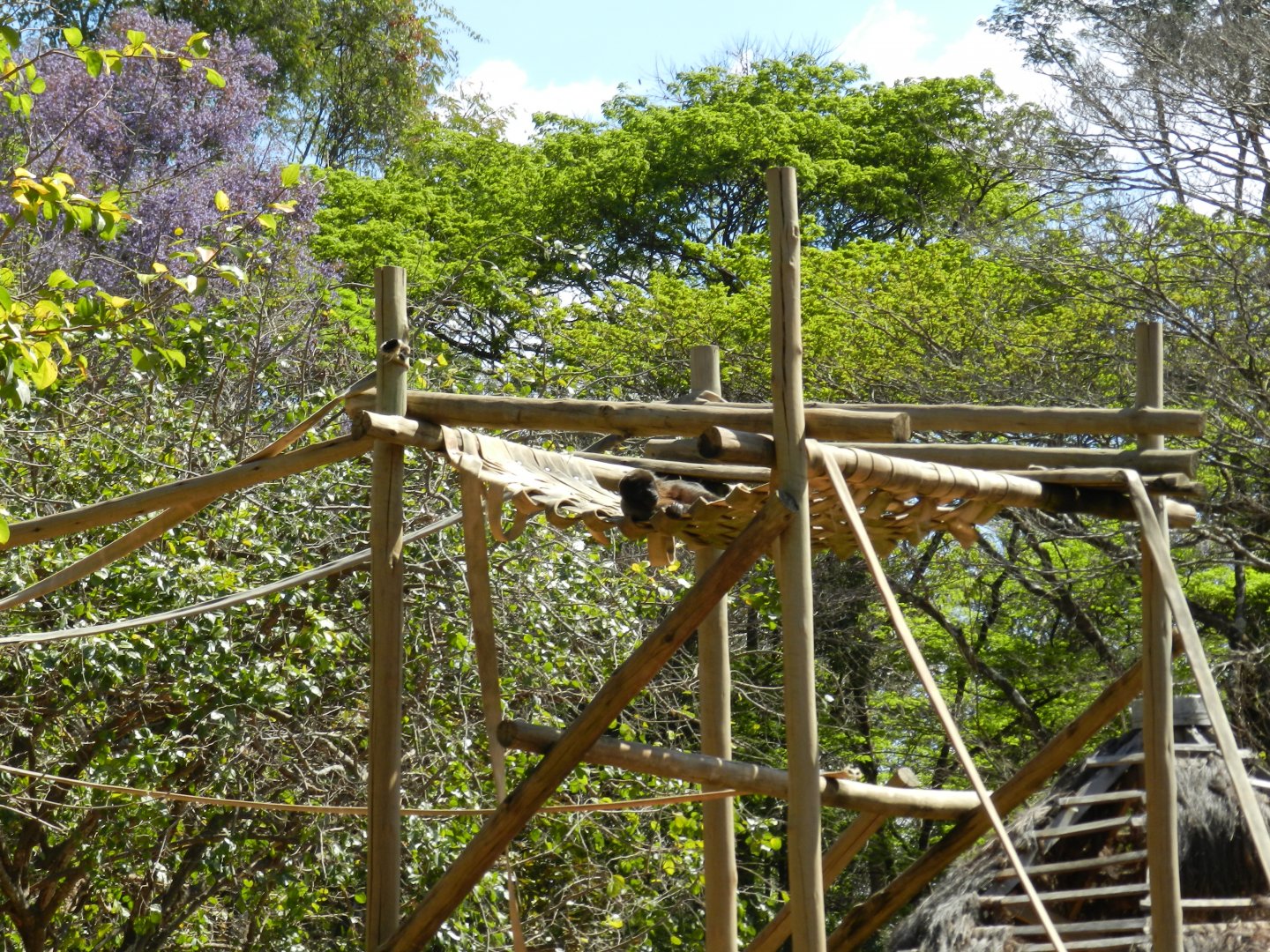 Wooly monkey at rest - Belo Horizonte zoo