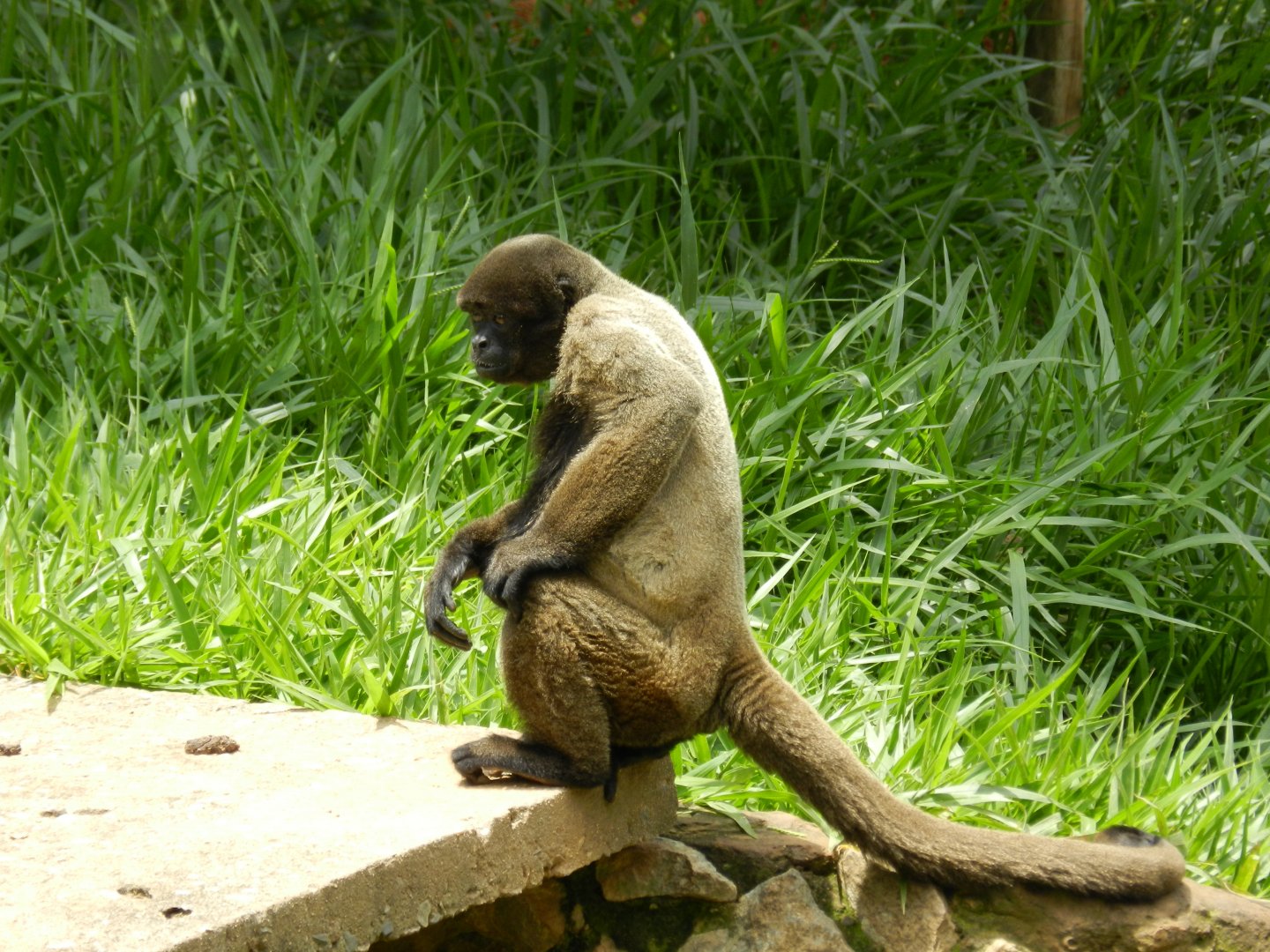 Wooly monkey - Belo Horizonte zoo