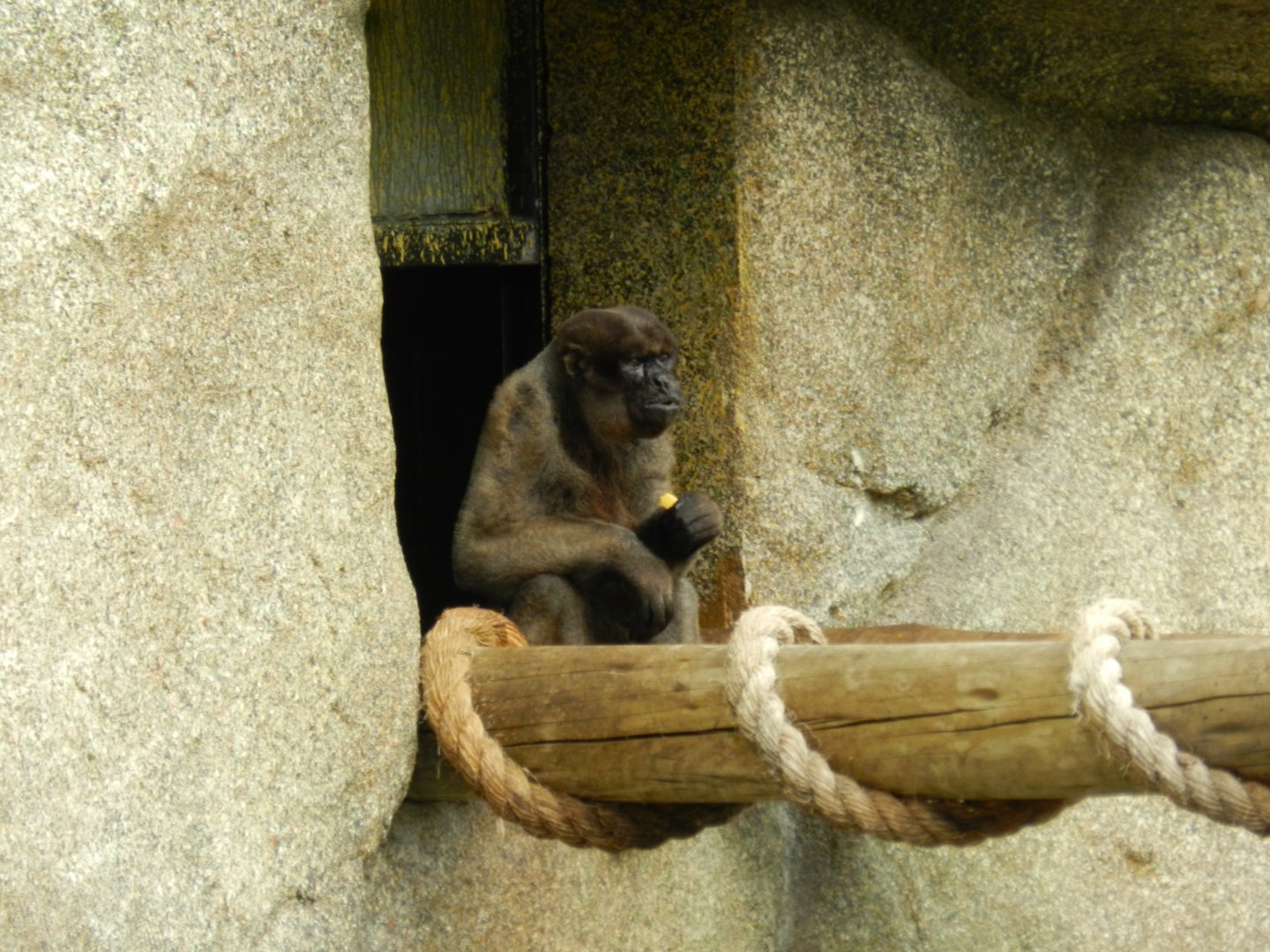 Wooly monkey - BioParque do Rio