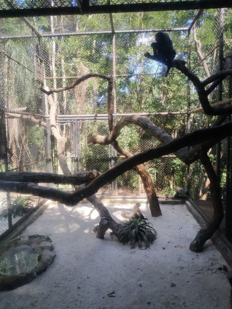 Wooly monkey exhibit